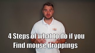 4 Steps of what to do if you find mouse droppings [upl. by Walworth]