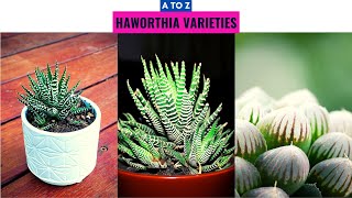 Haworthia Varieties A to Z [upl. by Buddy]