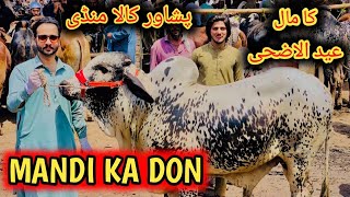 Peshawar Kala Mandi Nasarpur EidulAdha 2024 ke janwar prices updates cow mandi 2024 maweshi mandi [upl. by Luz]