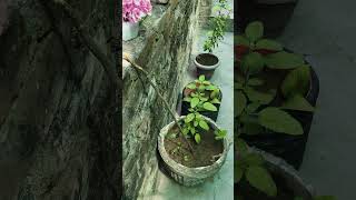 Neem giloy 10 benefits garden sorts motivation [upl. by Ahsikrats]