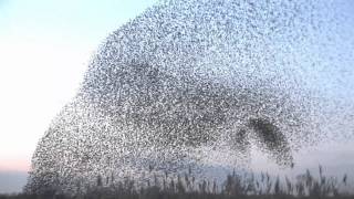 amazing starlings murmuration full HD wwwkeepturningleftcouk [upl. by Ueihtam]