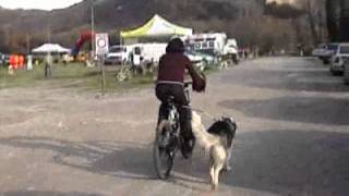 Adaptador para pasear en bicicleta con perro Walkydog [upl. by Narik703]