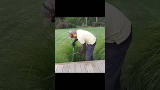 Pruning Lomandra Tanika  Trimming the plants [upl. by Narruc]