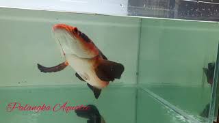 Channa maru RED BARITO 50CM Perform on tank [upl. by Isobel576]