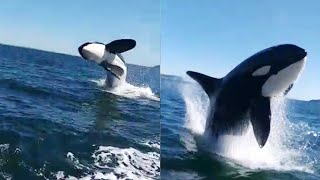 Orcas Jumping Out of Water in One of Chiles Canals  WooGlobe [upl. by Elene]