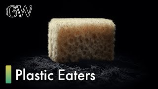 MicroplasticEating Sponges A Breakthrough in Pollution Control [upl. by Eirrab]