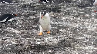 The Confused Penguiin Thief penguins4k [upl. by Borras572]