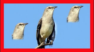 Tropical Mockingbird Song Tropical Mockingbird Call  Sinsonte Tropical Canto  Mimus Gilvus [upl. by Notgnirrac326]