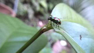 Mint Leaf Beetle Chrysolina menthastri [upl. by Ecyrb]