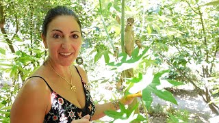 Exploring the Botanical Park of Crete with Dr Artemis Morris [upl. by Acsecnarf]