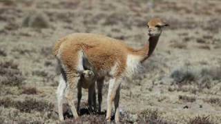 Camélidos Suramericanos Perú  Peruvian Andean Camelids [upl. by Mckay949]