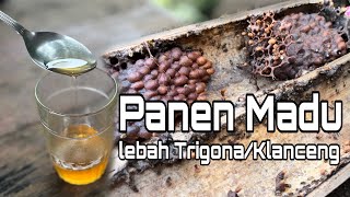 Mengambil Madu Klanceng dari koloni asli Lebah Trigona [upl. by Barnie982]