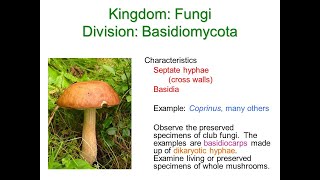 Basidiomycota Fungi and Deuteromycota Fungi [upl. by Assirol]