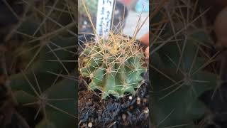 ferocactus hamatacanthus var sinuatus plantas cacto suculentas cactos [upl. by Alahs198]