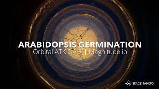 Arabidopsis Germination in Microgravity [upl. by Nicolis]