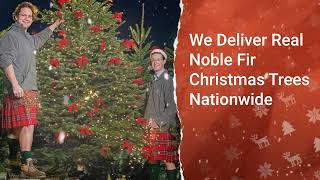 Stunning Noble Fir Christmas Trees – Needle Retention amp Fresh Scent  5ft to 8ft  Pines amp Needles [upl. by Auqenahs330]