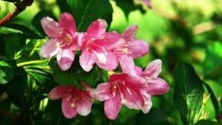 Weigela florida Growing Guide [upl. by Aiz]