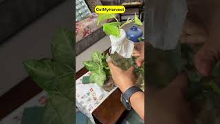 Mosquitoes ki chutti ho gayi is secret tip se  Water Propagation of Plants shorts [upl. by Sikko]