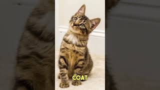 5 Fascinating Facts About American Shorthair Cats  FelineGood shorts [upl. by Whitney]