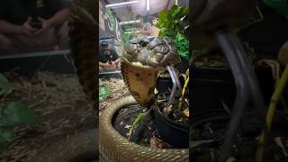 Massive KING COBRA Defends Territory short shorts snake wildlife animal kingcobra [upl. by Lyudmila]