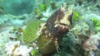 Starry Blenny Part2Salarias Ramosus [upl. by Llenrad]