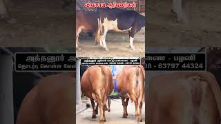 27 லிட்டர் பால் கறக்கும் மாடு vivasayaarvalargal vivasayi cows agriculture shortvideo shorts [upl. by Sacksen]