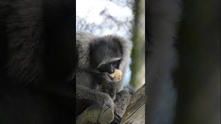 Gibbons at Howletts gibbon howletts animals wildlife zoo daysout shorts [upl. by Ellie224]