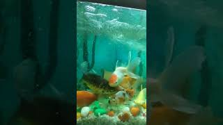 goldfish tank hamara shorts experiment funny story vlog crazyxyz pet dog pets hen pigeon [upl. by Leesen456]