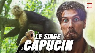 CONNAISSEZ VOUS VRAIMENT LE SINGE CAPUCIN   AMDE [upl. by Ader]