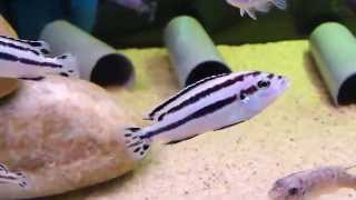 Melanochromis ParallelusF1 [upl. by Nnaaihtnyc]