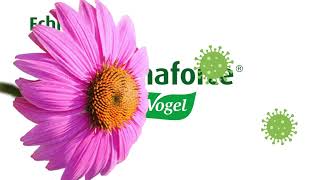 Echinaforce from AVogel  Boost your immunity [upl. by Axela]