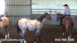 Halter Breaking Part 1A [upl. by Dubois]