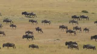 The Great Wildebeest Migration in Serengeti National Park Tanzania [upl. by Maillij]