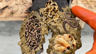 HUGE RUSTY SCREW PULLED out of COWS FOOT [upl. by Helgeson]