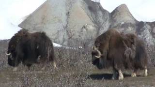 289 Musk ox Alaska USA [upl. by Fitting]