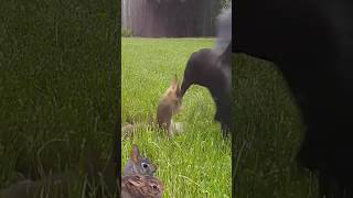 mother bunny protects her babies from crows [upl. by Naji]