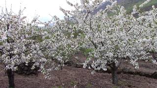 Cerezos en flor en el Valle del Jerte [upl. by Suivatal]