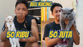 BELI KUCING 50000 VS 50000000 [upl. by Amaral]