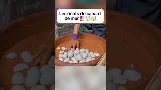 Les œufs de canard de mer ‼️🤯 delicious cuisinefacile gastronomique streetfood food [upl. by Bernhard636]