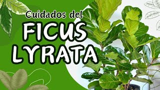 Cuidados del Ficus Lyrata en maceta Aprende a cultivar esta hermosa planta como un experto [upl. by Saum]