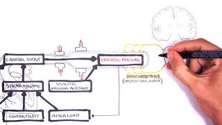 Regulation of Cardiac Output and Mean Arterial Pressure relationships [upl. by Elleved]