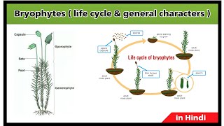 What is bryophytes   life cycle of bryophytes  general characters  in Hindi [upl. by Suzette518]