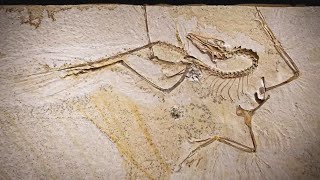 Field Museum acquires fossil of earliest known bird [upl. by Adne194]