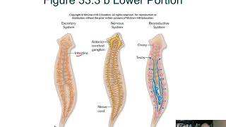 BIOL 1407 Lecture 33 Protostomes 331 to 338 [upl. by Belamy]