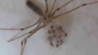 Cellar Spider Carrying Her Spiderlings イエユウレイグモ幼体の孵化 [upl. by Lantz720]