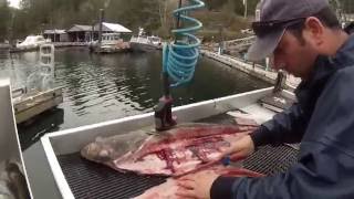 Tahsis Fishing Video [upl. by Infeld]