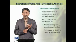 Excretion of Uric Acid Uricotelic Animals  Animal Physiology amp Behavior Theory  ZOO502TTopic190 [upl. by Ahtera678]