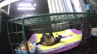 Senior bats in their night time cage Walter and Teddy [upl. by Clim]