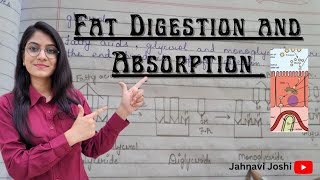 Digestion and Absorption of FatsLipids [upl. by Ronn]