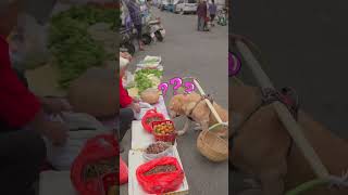 dog listens to the stall owner’s recommendation to buy persimmons狗狗聽攤主推薦買柿子 [upl. by Zehcnas]